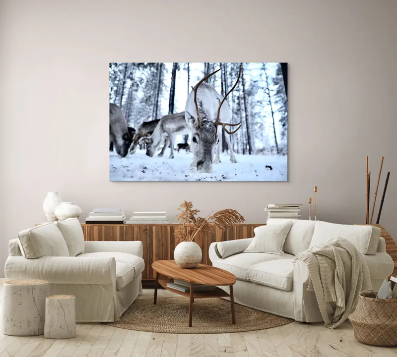 Tablou Canvas, "Renii în căutarea hranei în zăpadă", Ren, Zăpadă, Pădure, Coarne, Iarnă, Animale, Natură, Frig, Nordic, Căutare, 150 x 100 cm – poza 3