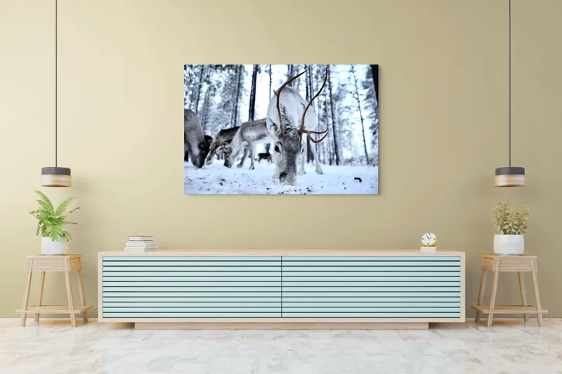 Tablou Canvas, "Renii în căutarea hranei în zăpadă", Ren, Zăpadă, Pădure, Coarne, Iarnă, Animale, Natură, Frig, Nordic, Căutare, 150 x 100 cm – poza 6