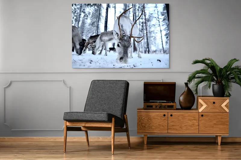 Tablou Canvas, "Renii în căutarea hranei în zăpadă", Ren, Zăpadă, Pădure, Coarne, Iarnă, Animale, Natură, Frig, Nordic, Căutare, 150 x 100 cm – poza 8