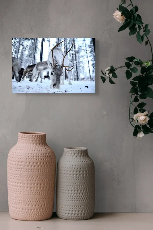 Tablou Canvas, "Renii în căutarea hranei în zăpadă", Ren, Zăpadă, Pădure, Coarne, Iarnă, Animale, Natură, Frig, Nordic, Căutare, 39 x 26 cm – poza 4