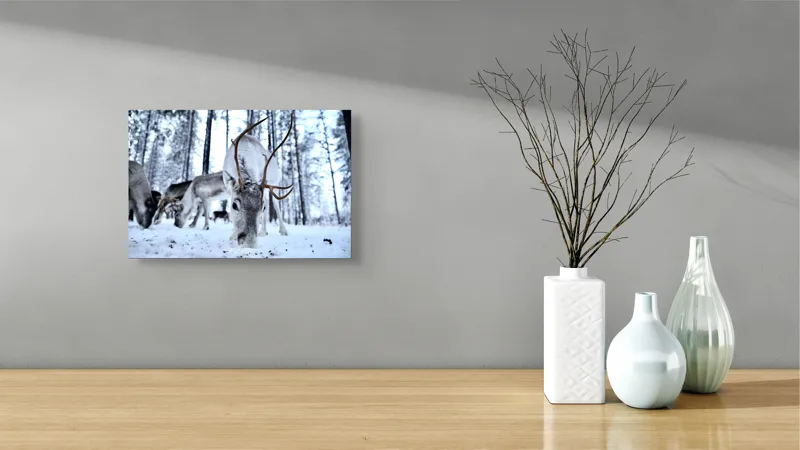 Tablou Canvas, "Renii în căutarea hranei în zăpadă", Ren, Zăpadă, Pădure, Coarne, Iarnă, Animale, Natură, Frig, Nordic, Căutare, 39 x 26 cm – poza 8