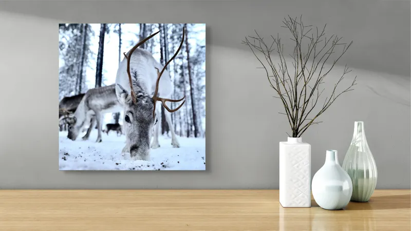 Tablou Canvas, "Renii în căutarea hranei în zăpadă", Ren, Zăpadă, Pădure, Coarne, Iarnă, Animale, Natură, Frig, Nordic, Căutare, 50 x 50 cm – poza 3