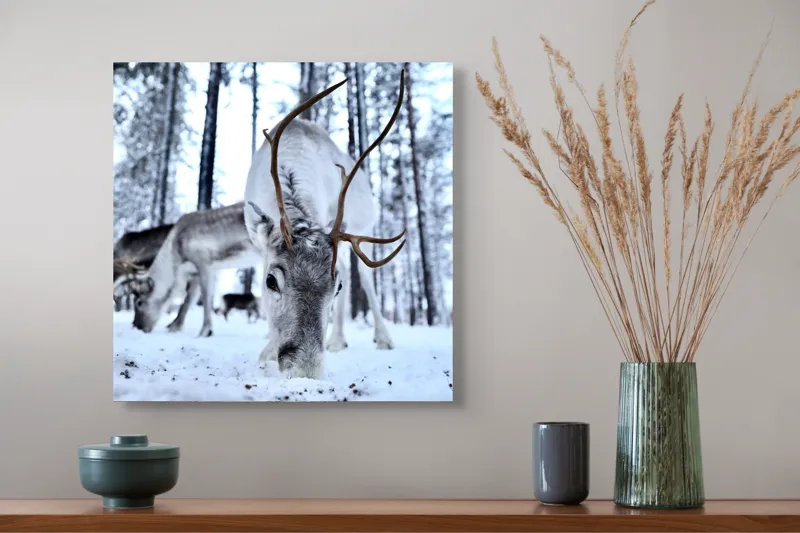 Tablou Canvas, "Renii în căutarea hranei în zăpadă", Ren, Zăpadă, Pădure, Coarne, Iarnă, Animale, Natură, Frig, Nordic, Căutare, 50 x 50 cm – poza 4