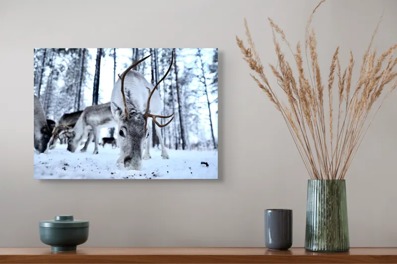 Tablou Canvas, "Renii în căutarea hranei în zăpadă", Ren, Zăpadă, Pădure, Coarne, Iarnă, Animale, Natură, Frig, Nordic, Căutare, 54 x 39 cm – poza 4