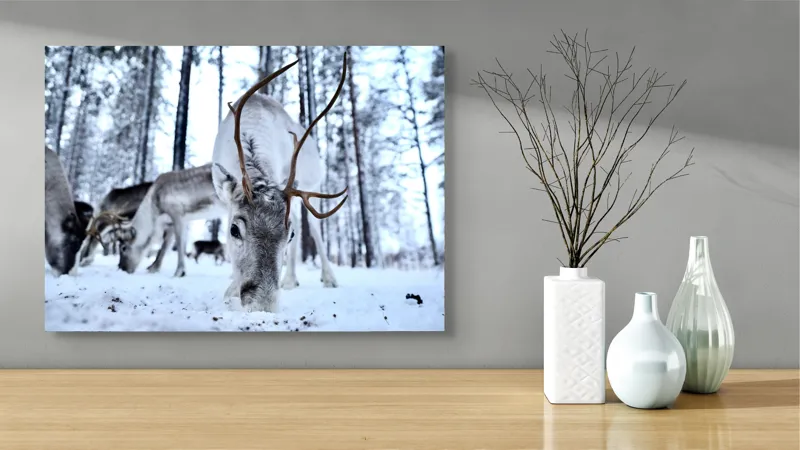 Tablou Canvas, "Renii în căutarea hranei în zăpadă", Ren, Zăpadă, Pădure, Coarne, Iarnă, Animale, Natură, Frig, Nordic, Căutare, 70 x 50 cm – poza 3