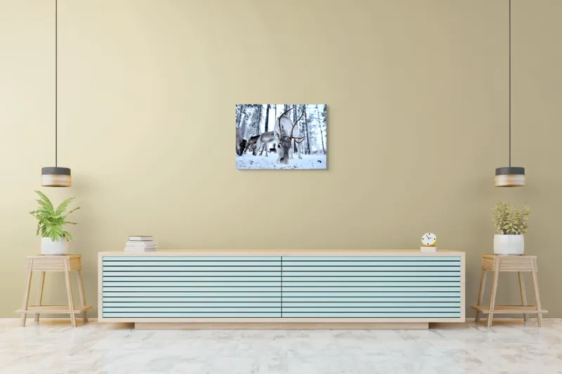 Tablou Canvas, "Renii în căutarea hranei în zăpadă", Ren, Zăpadă, Pădure, Coarne, Iarnă, Animale, Natură, Frig, Nordic, Căutare, 70 x 50 cm – poza 7