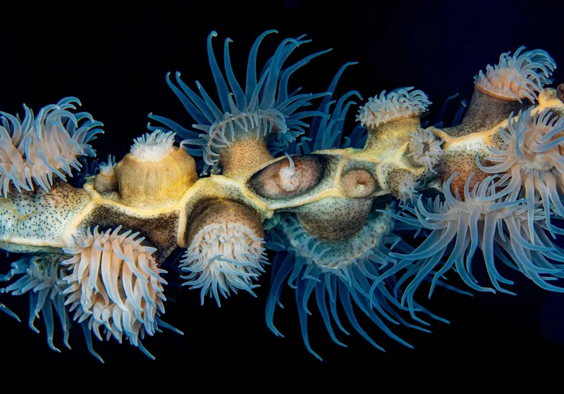 Tablou Canvas, "Dansul exotic al coralilor subacvatici", Flori, Coral, Tentacule, Albastru, Marin, Complexitate, Frumusețe, Natură, Biodiversitate, Ocean., 100 x 70 cm – poza 2