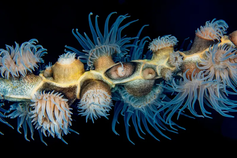 Tablou Canvas, "Dansul exotic al coralilor subacvatici", Flori, Coral, Tentacule, Albastru, Marin, Complexitate, Frumusețe, Natură, Biodiversitate, Ocean., 150 x 100 cm – poza 2