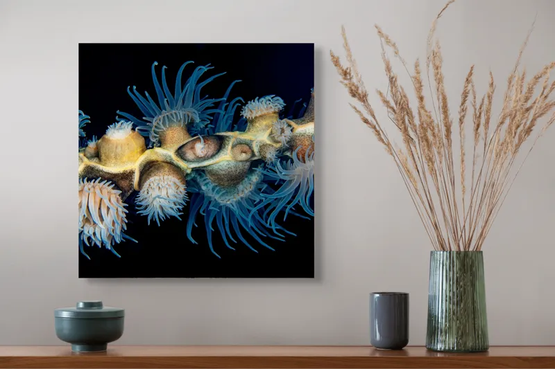 Tablou Canvas, "Dansul exotic al coralilor subacvatici", Flori, Coral, Tentacule, Albastru, Marin, Complexitate, Frumusețe, Natură, Biodiversitate, Ocean., 50 x 50 cm – poza 4