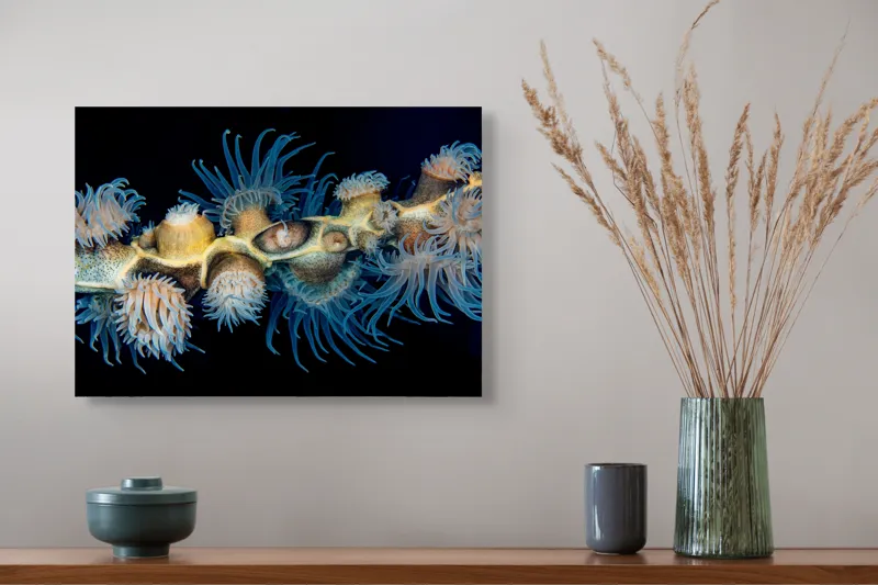 Tablou Canvas, "Dansul exotic al coralilor subacvatici", Flori, Coral, Tentacule, Albastru, Marin, Complexitate, Frumusețe, Natură, Biodiversitate, Ocean., 54 x 39 cm – poza 4