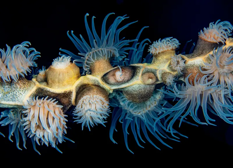 Tablou Canvas, "Dansul exotic al coralilor subacvatici", Flori, Coral, Tentacule, Albastru, Marin, Complexitate, Frumusețe, Natură, Biodiversitate, Ocean., 54 x 39 cm – poza 2