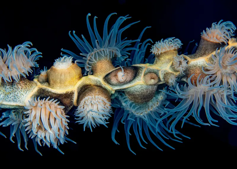 Tablou Canvas, "Dansul exotic al coralilor subacvatici", Flori, Coral, Tentacule, Albastru, Marin, Complexitate, Frumusețe, Natură, Biodiversitate, Ocean., 70 x 50 cm – poza 2