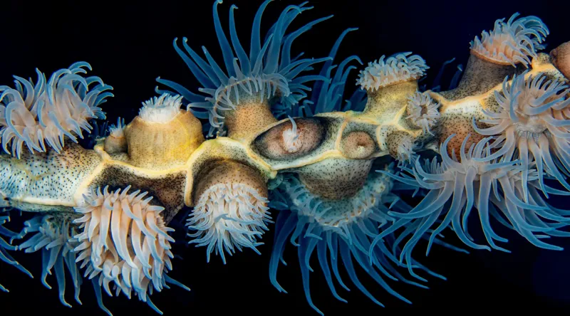 Tablou Canvas, "Dansul exotic al coralilor subacvatici", Flori, Coral, Tentacule, Albastru, Marin, Complexitate, Frumusețe, Natură, Biodiversitate, Ocean., 90 x 50 cm – poza 2