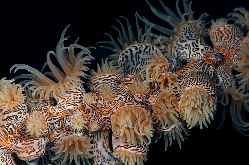 Tablou Canvas, "Coral exotic în adâncuri marine", Tentacule, Model, Subacvatic, Texturi, Contrast, Organism, Vibrant, Detaliu, Exotic, Misterios, 39 x 26 cm – poza 2