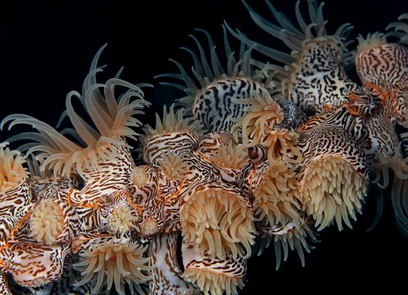 Tablou Canvas, "Coral exotic în adâncuri marine", Tentacule, Model, Subacvatic, Texturi, Contrast, Organism, Vibrant, Detaliu, Exotic, Misterios, 54 x 39 cm – poza 2