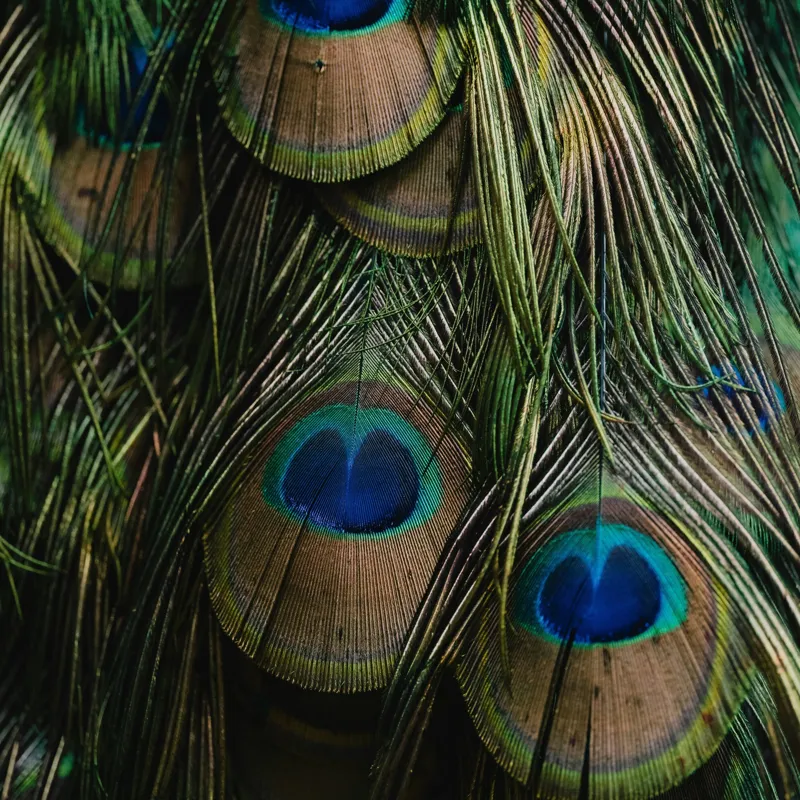 Tablou Canvas, "Ochiul păunului în dansul culorilor", Pene, Colorate, Modele, Detalii, Textura, Frumusete, Albastru, Verde, Natural, Elegant, 100 x 100 cm – poza 2