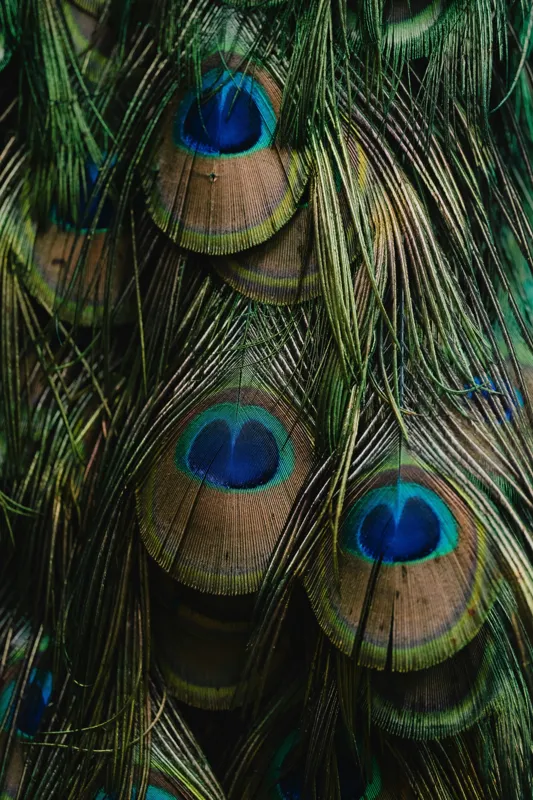 Tablou Canvas, "Ochiul păunului în dansul culorilor", Pene, Colorate, Modele, Detalii, Textura, Frumusete, Albastru, Verde, Natural, Elegant, 100 x 150 cm – poza 2