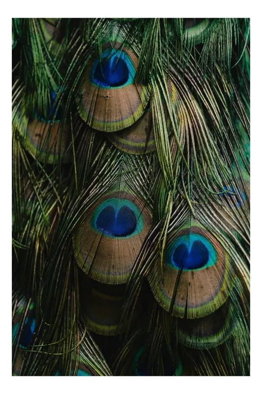 Tablou Canvas, "Ochiul păunului în dansul culorilor", Pene, Colorate, Modele, Detalii, Textura, Frumusete, Albastru, Verde, Natural, Elegant, 26 x 39 cm