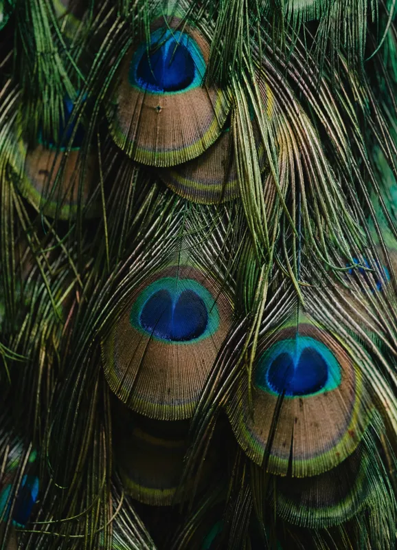 Tablou Canvas, "Ochiul păunului în dansul culorilor", Pene, Colorate, Modele, Detalii, Textura, Frumusete, Albastru, Verde, Natural, Elegant, 39 x 54 cm – poza 2