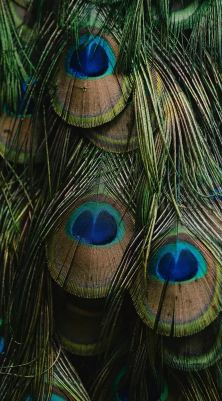 Tablou Canvas, "Ochiul păunului în dansul culorilor", Pene, Colorate, Modele, Detalii, Textura, Frumusete, Albastru, Verde, Natural, Elegant, 50 x 90 cm – poza 2