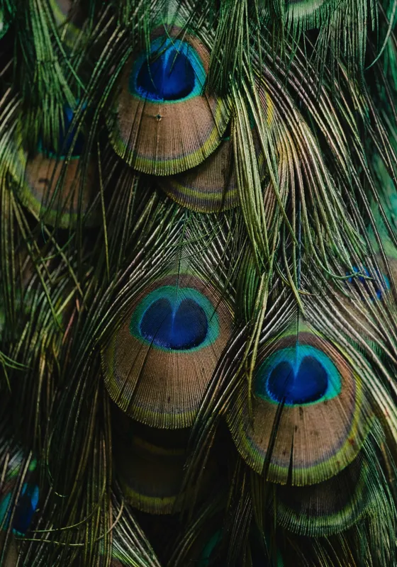 Tablou Canvas, "Ochiul păunului în dansul culorilor", Pene, Colorate, Modele, Detalii, Textura, Frumusete, Albastru, Verde, Natural, Elegant, 70 x 100 cm – poza 2