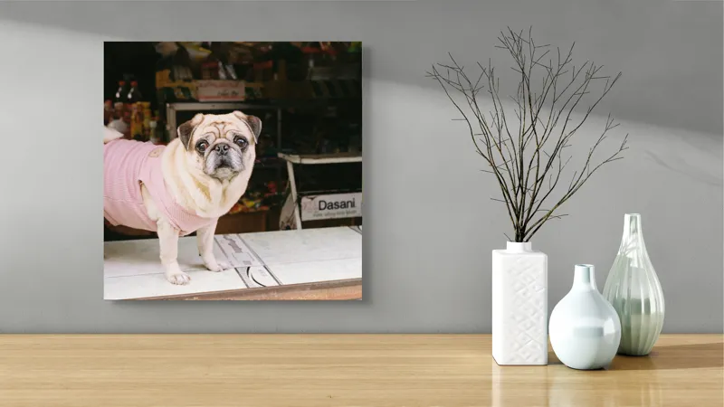 Tablou Canvas, "Mops în hanorac roz pe masă", Scump, Pug, Hainuță, Roz, Privire, Curioasă, Magazin, Sticlă, Apă, Rasă, Catel, Blană, Dulce., 50 x 50 cm – poza 3