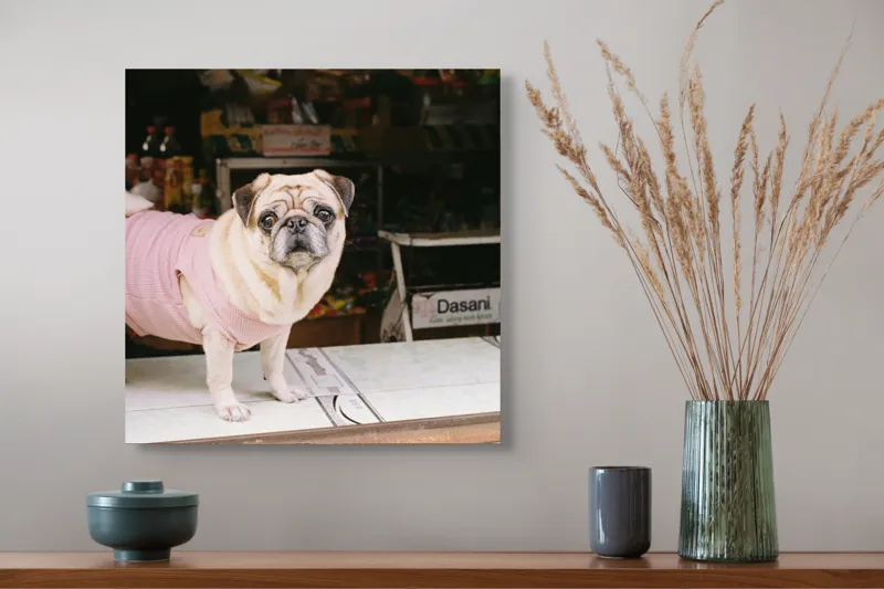 Tablou Canvas, "Mops în hanorac roz pe masă", Scump, Pug, Hainuță, Roz, Privire, Curioasă, Magazin, Sticlă, Apă, Rasă, Catel, Blană, Dulce., 50 x 50 cm – poza 4