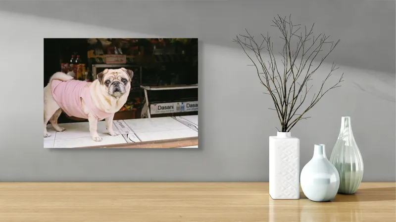 Tablou Canvas, "Mops în hanorac roz pe masă", Scump, Pug, Hainuță, Roz, Privire, Curioasă, Magazin, Sticlă, Apă, Rasă, Catel, Blană, Dulce., 54 x 39 cm – poza 3