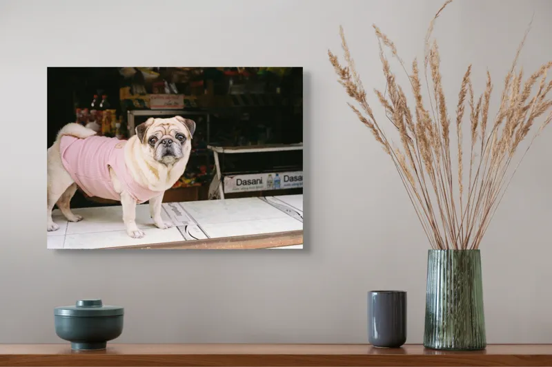 Tablou Canvas, "Mops în hanorac roz pe masă", Scump, Pug, Hainuță, Roz, Privire, Curioasă, Magazin, Sticlă, Apă, Rasă, Catel, Blană, Dulce., 54 x 39 cm – poza 4