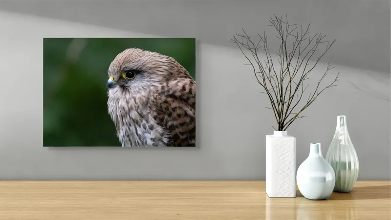 Tablou Canvas, "Privirea ageră a șoimului elegant", Pene, Privire, Maro, Pasare, Natura, Detaliu, Vultur, Verde, Claritate, 54 x 39 cm – poza 3