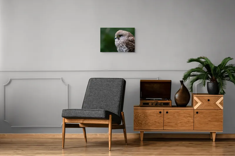 Tablou Canvas, "Privirea ageră a șoimului elegant", Pene, Privire, Maro, Pasare, Natura, Detaliu, Vultur, Verde, Claritate, 54 x 39 cm – poza 7