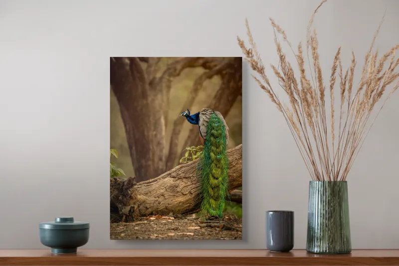 Tablou Canvas, "Păunul pe trunchiul bătrân al copacului", Splendoare, Culoare, Natură, Păun, Pădure, Măreție, Serenitate, Eleganță, Frumusețe, Viață, 39 x 54 cm – poza 3