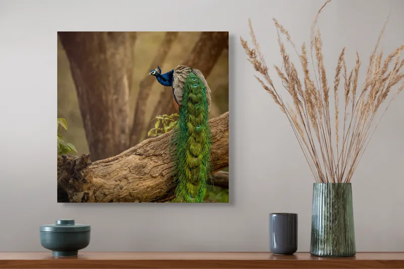 Tablou Canvas, "Păunul pe trunchiul bătrân al copacului", Splendoare, Culoare, Natură, Păun, Pădure, Măreție, Serenitate, Eleganță, Frumusețe, Viață, 50 x 50 cm – poza 4