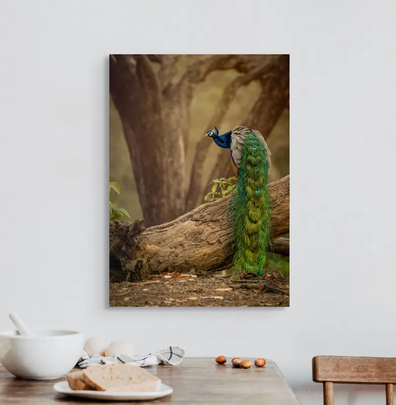 Tablou Canvas, "Păunul pe trunchiul bătrân al copacului", Splendoare, Culoare, Natură, Păun, Pădure, Măreție, Serenitate, Eleganță, Frumusețe, Viață, 50 x 70 cm – poza 3
