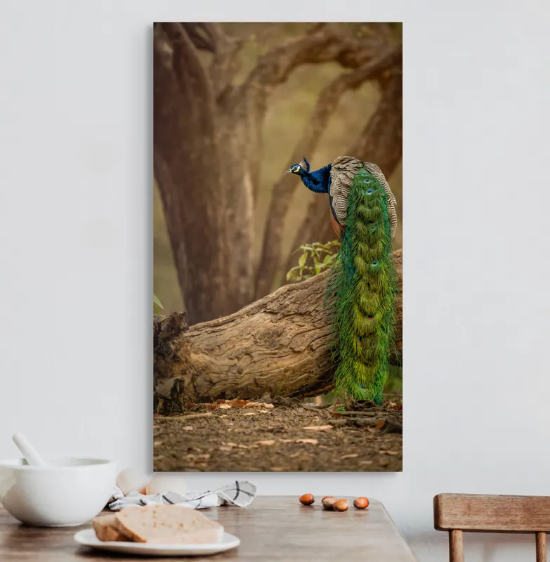 Tablou Canvas, "Păunul pe trunchiul bătrân al copacului", Splendoare, Culoare, Natură, Păun, Pădure, Măreție, Serenitate, Eleganță, Frumusețe, Viață, 50 x 90 cm – poza 3