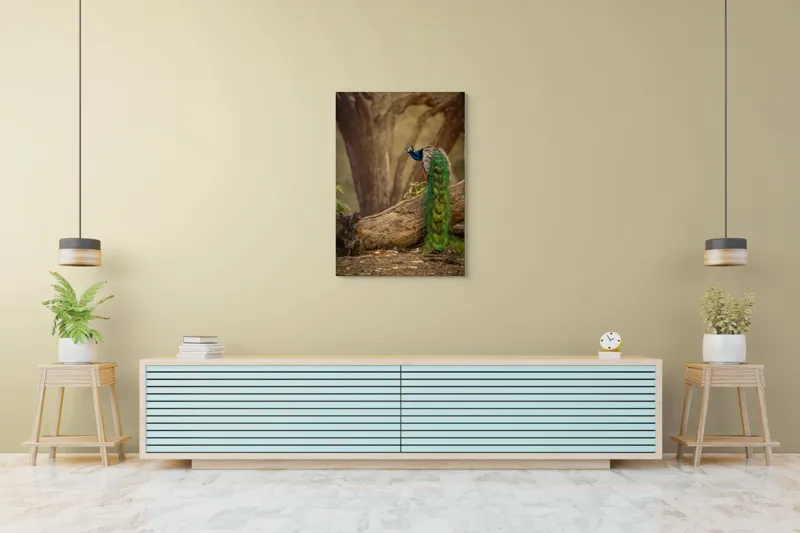 Tablou Canvas, "Păunul pe trunchiul bătrân al copacului", Splendoare, Culoare, Natură, Păun, Pădure, Măreție, Serenitate, Eleganță, Frumusețe, Viață, 70 x 100 cm – poza 5