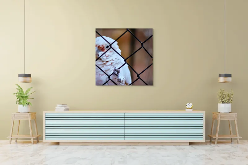Tablou Canvas, "Papagal zăbovind dincolo de garduri", Papagal, Alb, Ochi, Plasă, Pană, Cercei, Fundal, Gri, 100 x 100 cm – poza 5