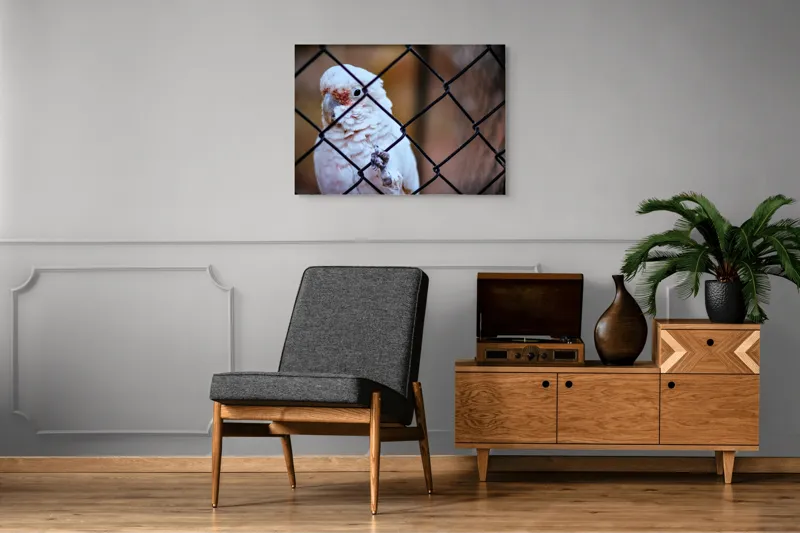 Tablou Canvas, "Papagal zăbovind dincolo de garduri", Papagal, Alb, Ochi, Plasă, Pană, Cercei, Fundal, Gri, 100 x 70 cm – poza 8
