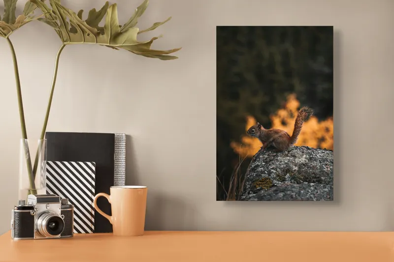 Tablou Canvas, "Veverița pe stâncă la apus", Veveriță, Copac, Pământ, Blană, Lumină, Natură, Toamnă, Stâncă, Coadă, Jucăușă, 26 x 39 cm – poza 3
