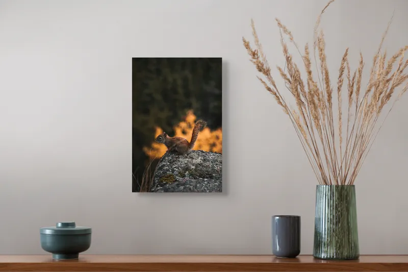 Tablou Canvas, "Veverița pe stâncă la apus", Veveriță, Copac, Pământ, Blană, Lumină, Natură, Toamnă, Stâncă, Coadă, Jucăușă, 26 x 39 cm – poza 5
