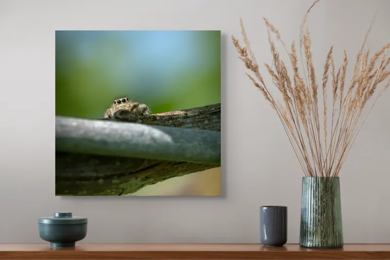 Tablou Canvas, "Privește lumi de sub ramură", Ascuns, Ochios, Zburdalnic, Natură, Blând, Verde, Senin, Ramură, Observator, 50 x 50 cm – poza 4