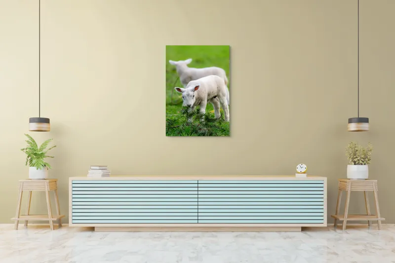 Tablou Canvas, "Miei curioși pe câmp primăvăratic", Miel, Iarbă, Urechi, Blană, Crenguțe, Picioare, Oiță, Verde, Natură, Curiozitate, 70 x 100 cm – poza 5
