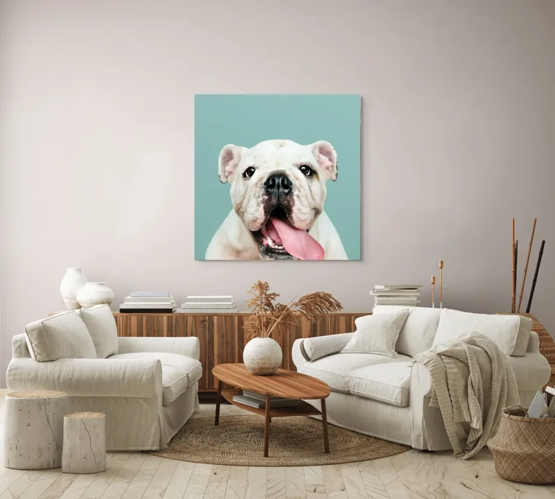 Tablou Canvas, "Bulldog fericit cu limba scoasă", Bulldog, Amuzant, Prietenos, Limbă, Fotografie, Zâmbet, Fundal, Verde, Portret, Drăguț, 100 x 100 cm – poza 3