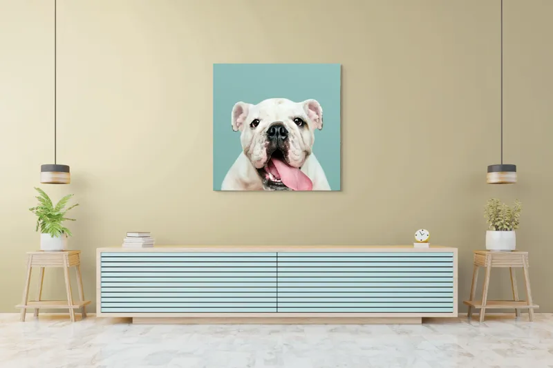 Tablou Canvas, "Bulldog fericit cu limba scoasă", Bulldog, Amuzant, Prietenos, Limbă, Fotografie, Zâmbet, Fundal, Verde, Portret, Drăguț, 100 x 100 cm – poza 5
