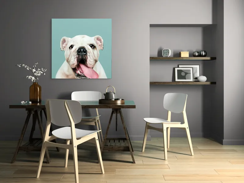 Tablou Canvas, "Bulldog fericit cu limba scoasă", Bulldog, Amuzant, Prietenos, Limbă, Fotografie, Zâmbet, Fundal, Verde, Portret, Drăguț, 100 x 100 cm – poza 6