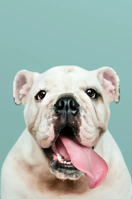 Tablou Canvas, "Bulldog fericit cu limba scoasă", Bulldog, Amuzant, Prietenos, Limbă, Fotografie, Zâmbet, Fundal, Verde, Portret, Drăguț, 100 x 150 cm – poza 2