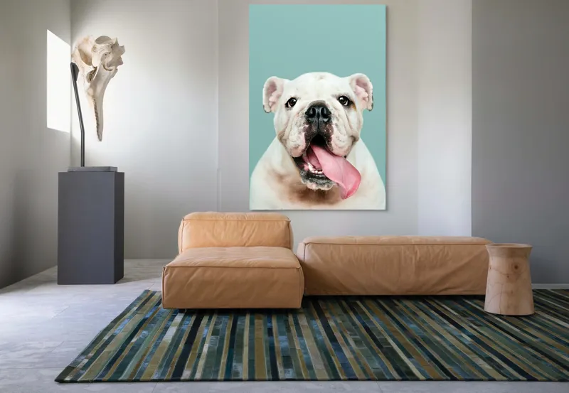 Tablou Canvas, "Bulldog fericit cu limba scoasă", Bulldog, Amuzant, Prietenos, Limbă, Fotografie, Zâmbet, Fundal, Verde, Portret, Drăguț, 100 x 150 cm – poza 7