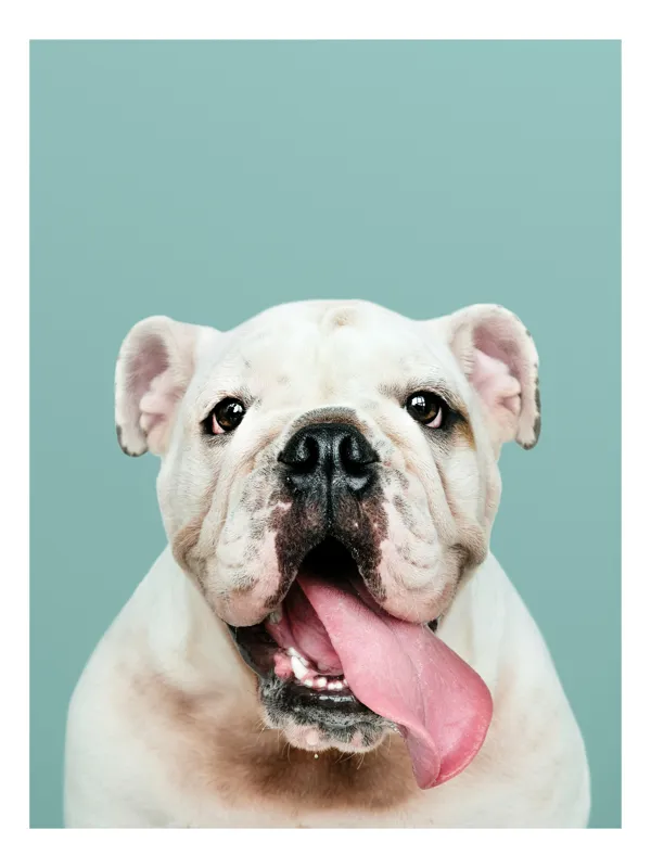 Tablou Canvas, "Bulldog fericit cu limba scoasă", Bulldog, Amuzant, Prietenos, Limbă, Fotografie, Zâmbet, Fundal, Verde, Portret, Drăguț, 39 x 54 cm