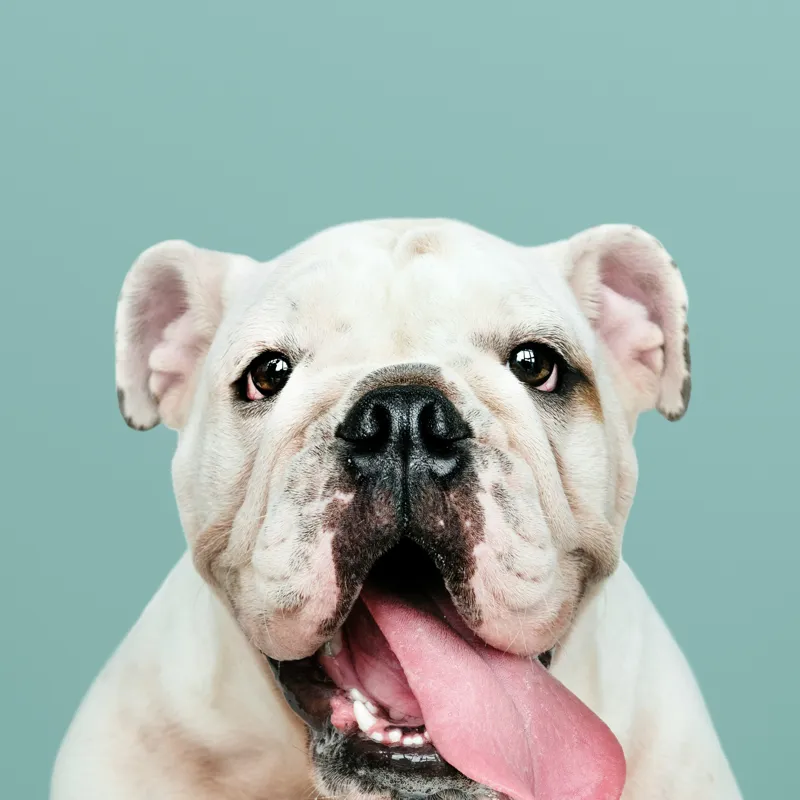 Tablou Canvas, "Bulldog fericit cu limba scoasă", Bulldog, Amuzant, Prietenos, Limbă, Fotografie, Zâmbet, Fundal, Verde, Portret, Drăguț, 50 x 50 cm – poza 2