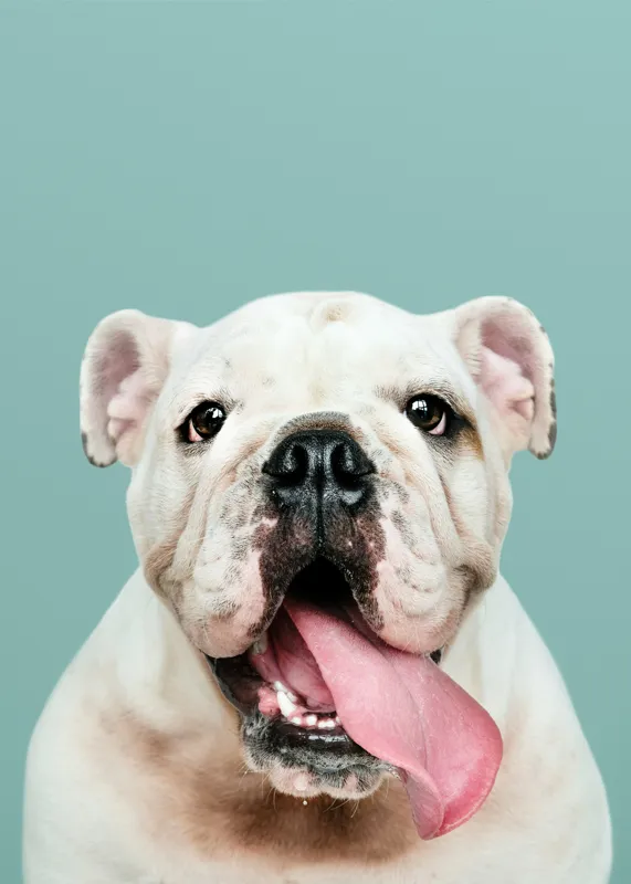 Tablou Canvas, "Bulldog fericit cu limba scoasă", Bulldog, Amuzant, Prietenos, Limbă, Fotografie, Zâmbet, Fundal, Verde, Portret, Drăguț, 50 x 70 cm – poza 2